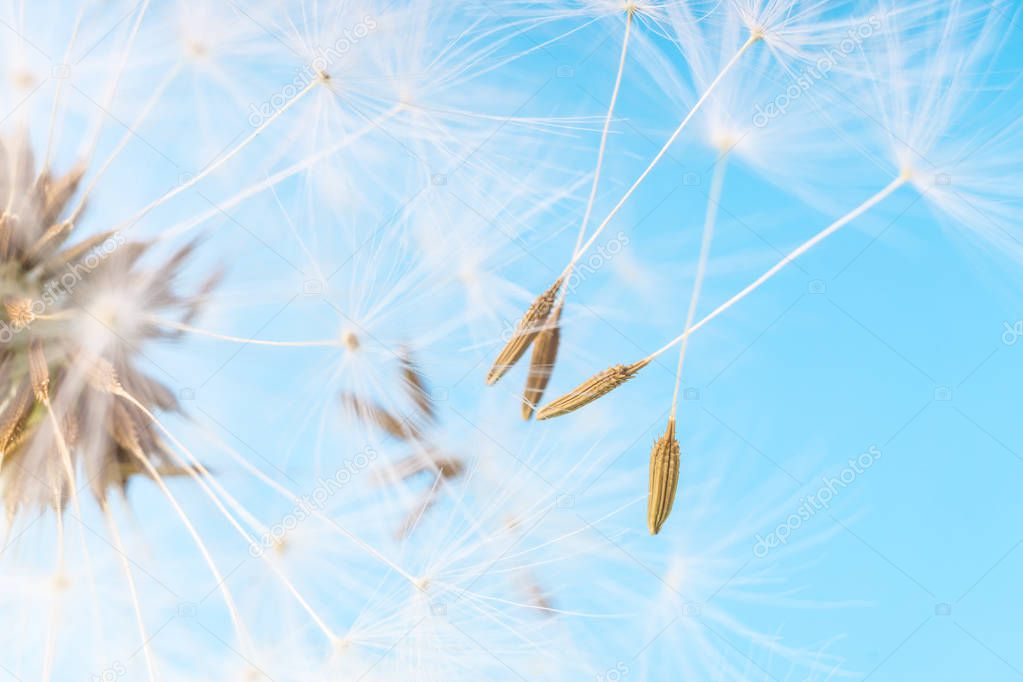 Dandelion abstract background. White blowball over blue sky