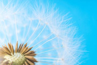 Dandelion abstract background. White blowball over blue sky clipart