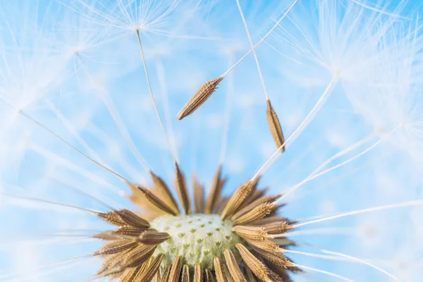 Karahindiba arka plan. Mavi gökyüzü üzerinde beyaz blowball