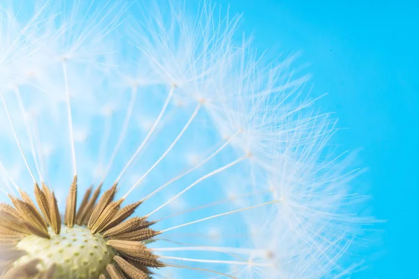 Karahindiba arka plan. Mavi gökyüzü üzerinde beyaz blowball
