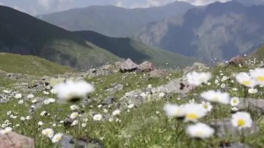Dağ manzarası, bulutlar, papatya alan yüzen