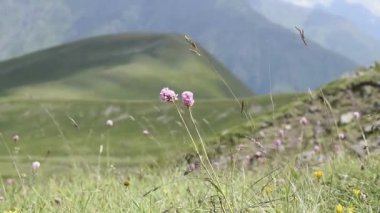 Dağ manzarası, bulutlar, çim sahası yüzen