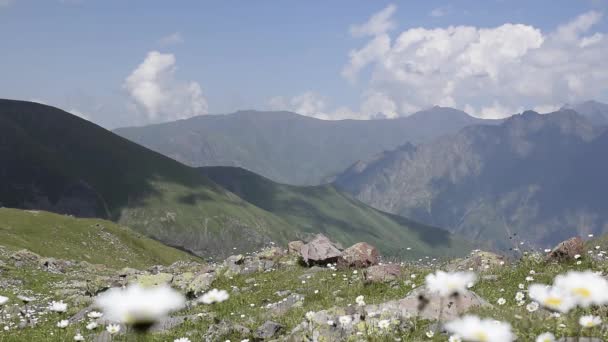 Bergslandskap, flytande moln, prästkragar fält — Stockvideo