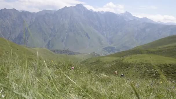 Bergslandskap, flytande moln, prästkragar fält — Stockvideo