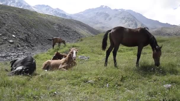 Гірські дикі коні на зеленому полі — стокове відео