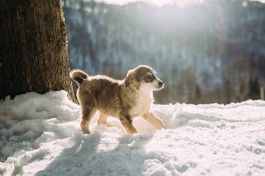 köpek kış dağlarında