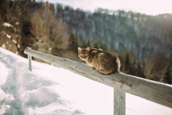 cat in the winter in the mountains