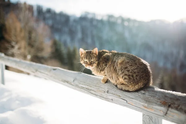 Kočka Zimě Horách — Stock fotografie