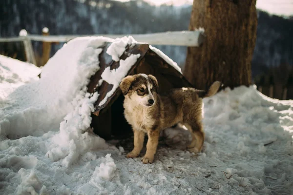 dog in the mountains in winter