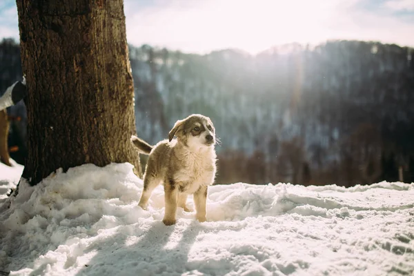 Cão Nas Montanhas Inverno — Fotografia de Stock