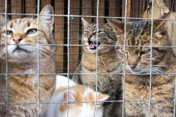 Wild Cats Cage — Stock Photo, Image
