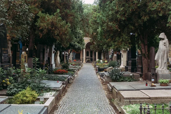 Prag mezarlığı mavi gökyüzü taşına karşı Prag 'daki antik bir mezar taşını kaldırıyor, Noel ağaçları ve gökyüzünün arka planına karşı.