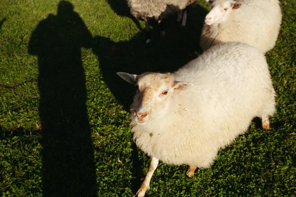 Τρία Πρόβατα Στο Πράσινο Γρασίδι Στη Νορβηγία Κατά Ένα Λευκό — Φωτογραφία Αρχείου