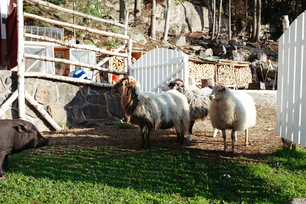 Três Ovelhas Grama Verde Norway Contra Uma Cerca Branca — Fotografia de Stock