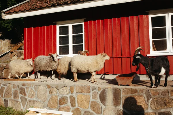 青い空を背景にノルウェーの赤い家を背景にヤギが — ストック写真