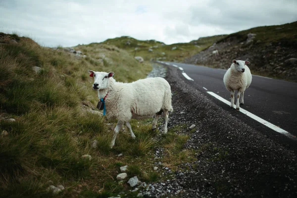 Duas Ovelhas Uma Estrada Montanha Norway Contra Céu Com Nuvens — Fotografia de Stock