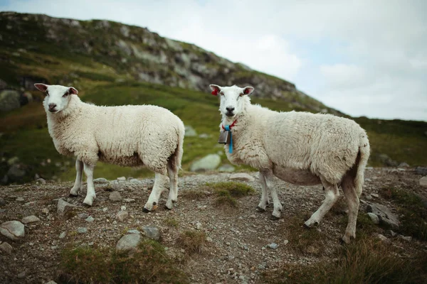ノルウェーの山の中に2頭の羊が雲と共に空に向かって — ストック写真