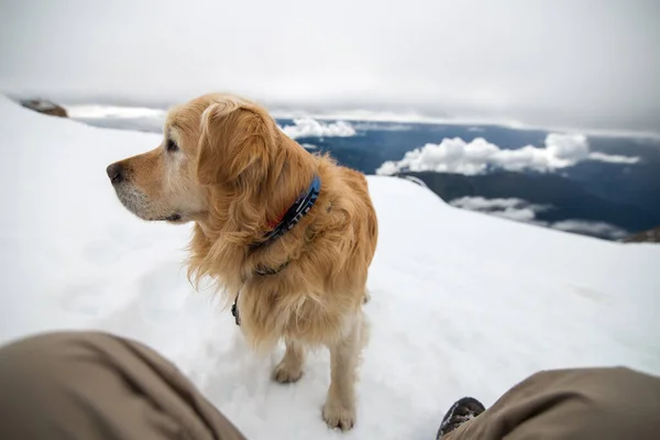 rescue dog on a background of mountains and blue sky with clouds