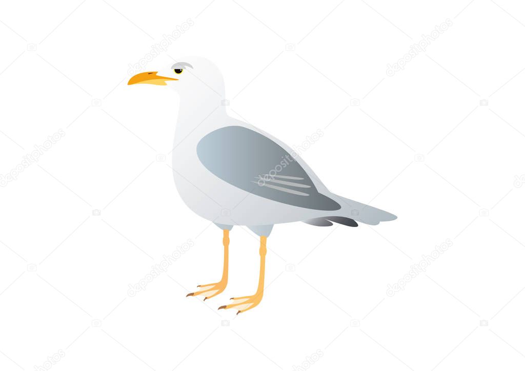 Gull on a white background