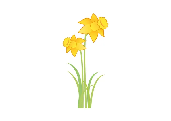 Yellow narcissus vector — Stock Vector