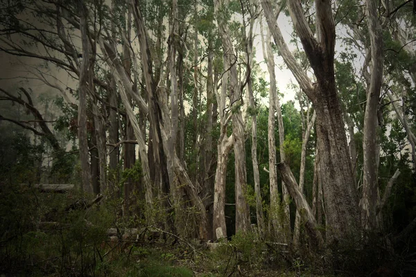 Orman hazır görüntüler
