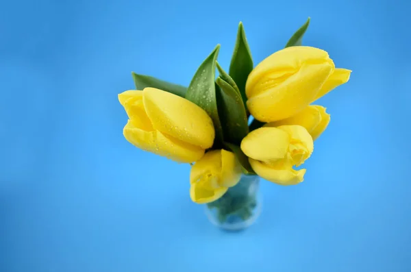 Gele Tulpen Stock Afbeeldingen Gele Tulpen Blauwe Achtergrond Lente Florale — Stockfoto