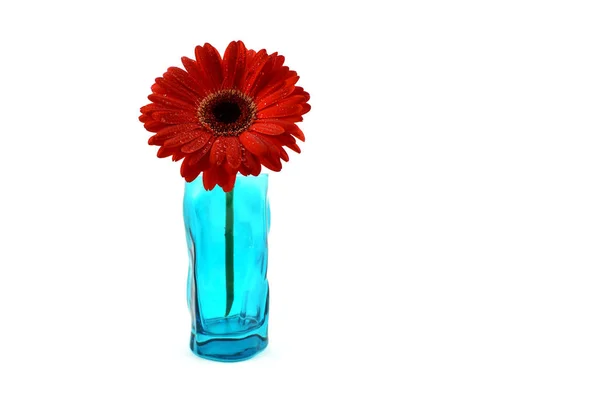 Red Gerbera Flower Stock Images Red Gerbera Flower White Background — Stock Photo, Image