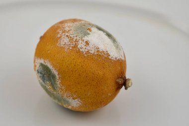 Moldy Lemon Stok görüntüleri. Beyaz bir arka planda Moldy meyve