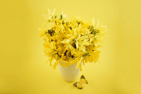 Forsythia stock images. Yellow bouquet on yellow background. Spring floral decoration. Spring background concept