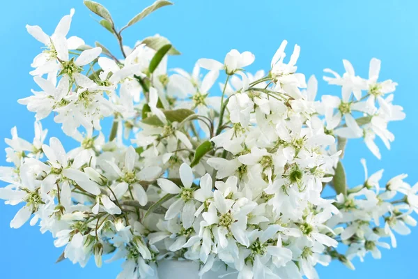 Imágenes Stock Flor Primavera Blanca Ramo Primavera Blanco Ramo Blanco —  Fotos de Stock