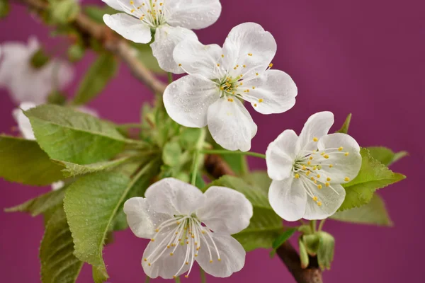 Blommande Cherry Gren Stock Bilder Cherry Gren Lila Bakgrund Våren — Stockfoto