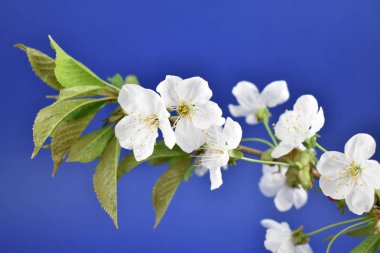 Blooming cherry tree on a blue background close-up stock photo images. Fresh spring floral decoration detail photo. Spring background concept. White cherry blossom flowering branche studio shot