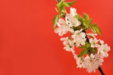 Blooming cherry tree on a red background close-up stock photo images. Fresh spring floral decoration detail photo. Spring background with copy space for text. White cherry blossom flowering branche studio shot