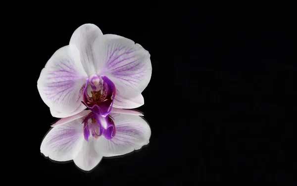 Orchidée Pourpre Sur Fond Noir Images Stock Fleur Orchidée Blanche — Photo