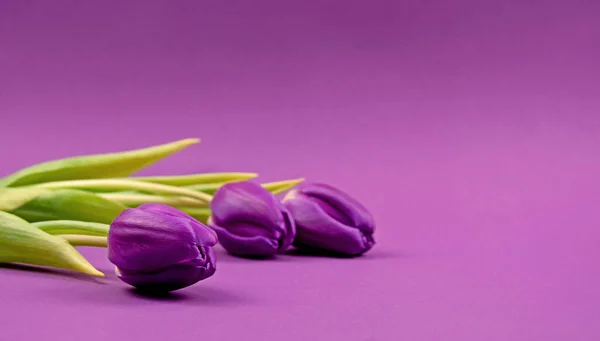 Paarse Tulpen Stock Afbeeldingen Paarse Tulpen Een Violette Achtergrond Voorjaar — Stockfoto