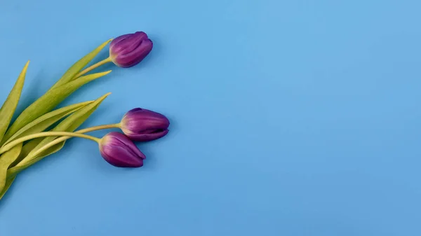 Purple tulips frame stock images. Purple tulips on a blue background. Spring floral decoration. Spring flower isolated on a blue background with copy space for text. Purple tulips top view images