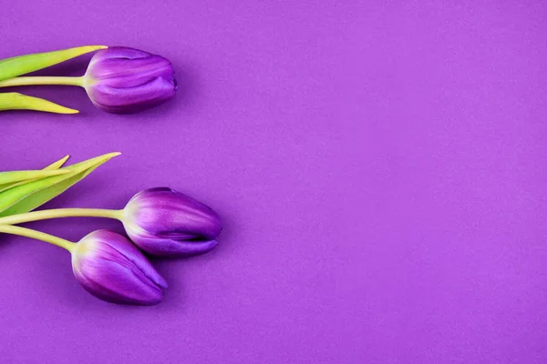 Purple tulips frame stock images. Purple tulips on a violet background. Spring floral decoration. Spring flower isolated on a purple background with copy space for text. Purple tulips top view images