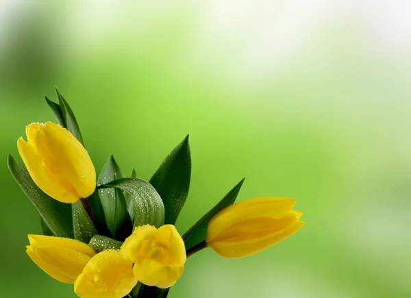 Žluté Tulipány Zelených Podkladových Obrazech Příroda Zelené Pozadí Žlutými Tulipány — Stock fotografie