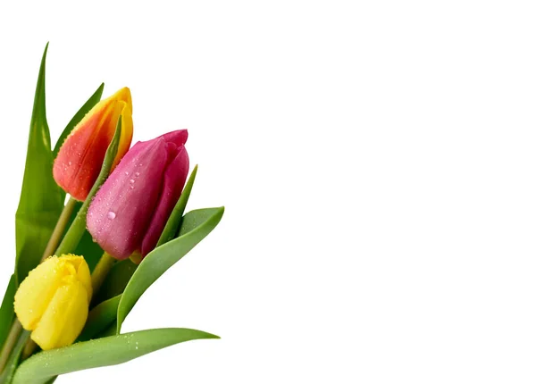 Kleurrijke Tulpen Een Witte Achtergrond Boeket Kleurrijke Tulpen Geïsoleerd Een — Stockfoto