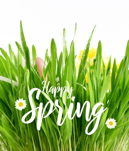 祝你春意盎然 绿草鲜绿 新鲜的春草 白色背景上的复活节装饰 春花装饰 春季背景概念 — 图库照片
