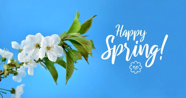 Taze Kiraz Çiçekleriyle Mutlu Bahar Tebrik Kartları Beyaz Bahar Kiraz — Stok fotoğraf