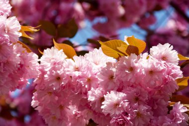 Çiçekli pembe kiraz ağacı resimleri. Çiçekli kiraz ağacı desenli güzel doğa sahnesi. Taze kiraz çiçekleri. Bahar dönemi konsepti. İlkbahar pembe çiçekleri.