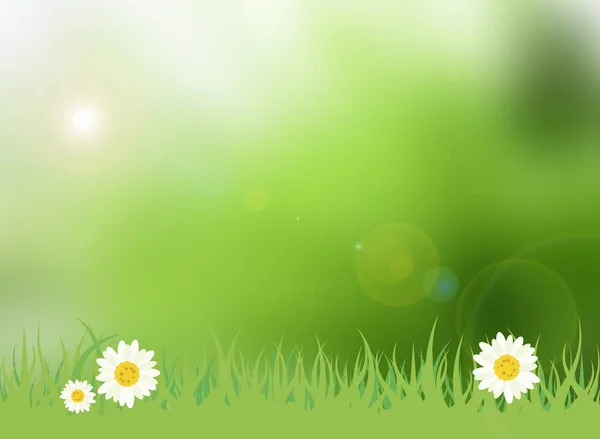 Spring Fresh Green Meadow Daisy Illustration Padang Rumput Yang Cerah — Stok Foto