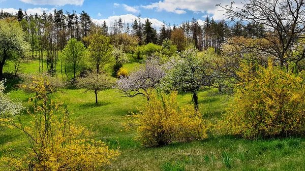Piękna Scena Przyrodnicza Kwitnącymi Drzewami Krzewami Zdjęcia Akcji Czeski Krajobraz — Zdjęcie stockowe