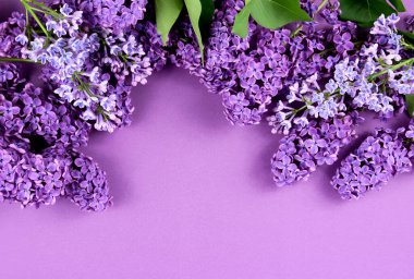Leylak çiçeği çerçeve üst görünüm stok görüntüleri. Güzel çiçek açan leylak çiçekli kenar resimleri. Bahar dönemi konsepti. Metin için kopyalama alanı olan mor bir arkaplanda bahar mor çiçekleri