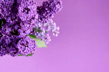 Leylak çiçeği çerçeve resimleri. Güzel çiçek açan leylak çiçekli kenar resimleri. Bahar dönemi konsepti. Metin için kopyalama alanı olan mor bir arkaplanda bahar mor çiçekleri