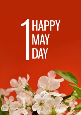 Çiçekli beyaz kiraz ağacıyla 1 Mayıs tebrik kartı. 1 Mayıs bayramı. Mutlu Mayıs Posteri. 1 Mayıs için dikey web pankartı tasarımı. Kırmızı arka planda bahar beyaz çiçekleri