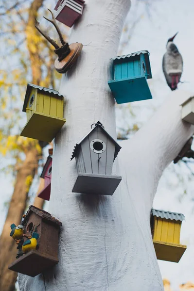 Case per uccelli in un albero . — Foto Stock