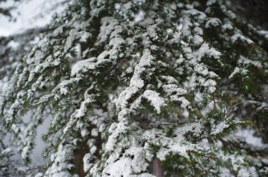 Karla kaplı köknar ağacının dokusu