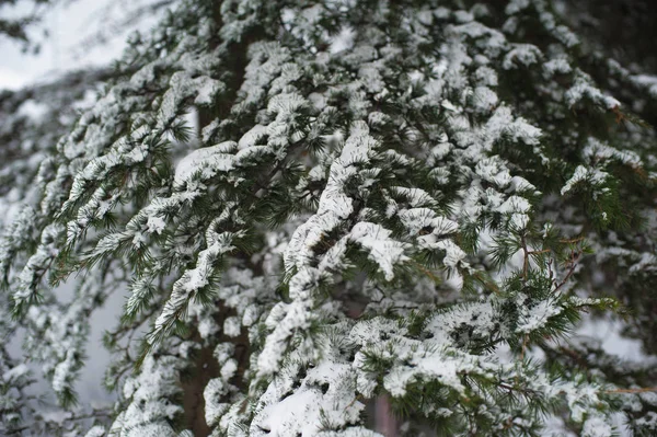 Textur Der Schneebedeckten Tanne — Stockfoto